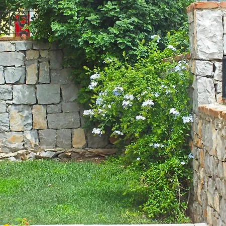 Daısy Garden B *